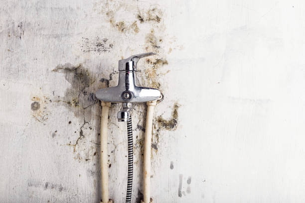 Best Mold Remediation  in Esperance, WA